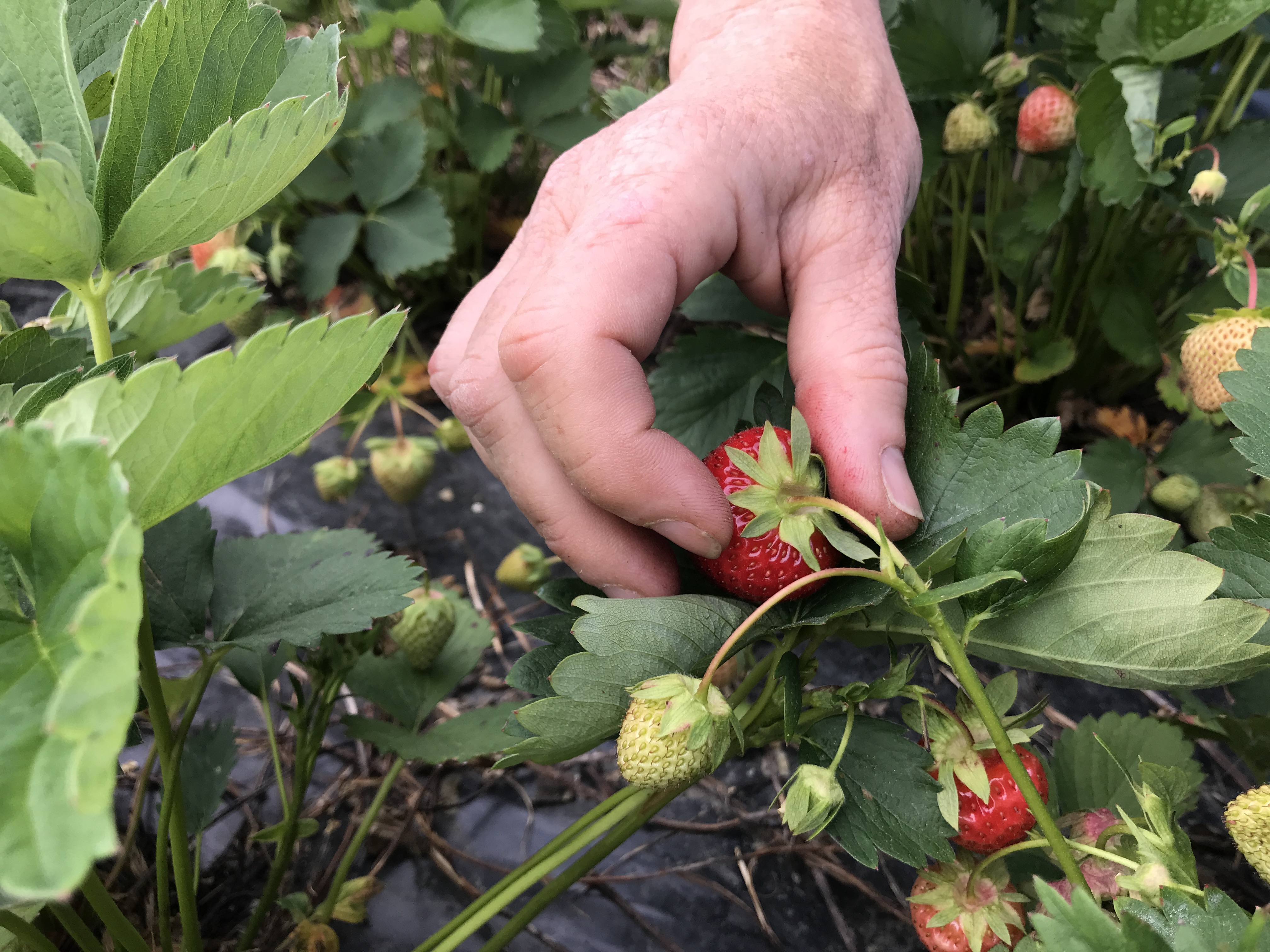 Police will not take action because of the zero-hour contract for berry pickers