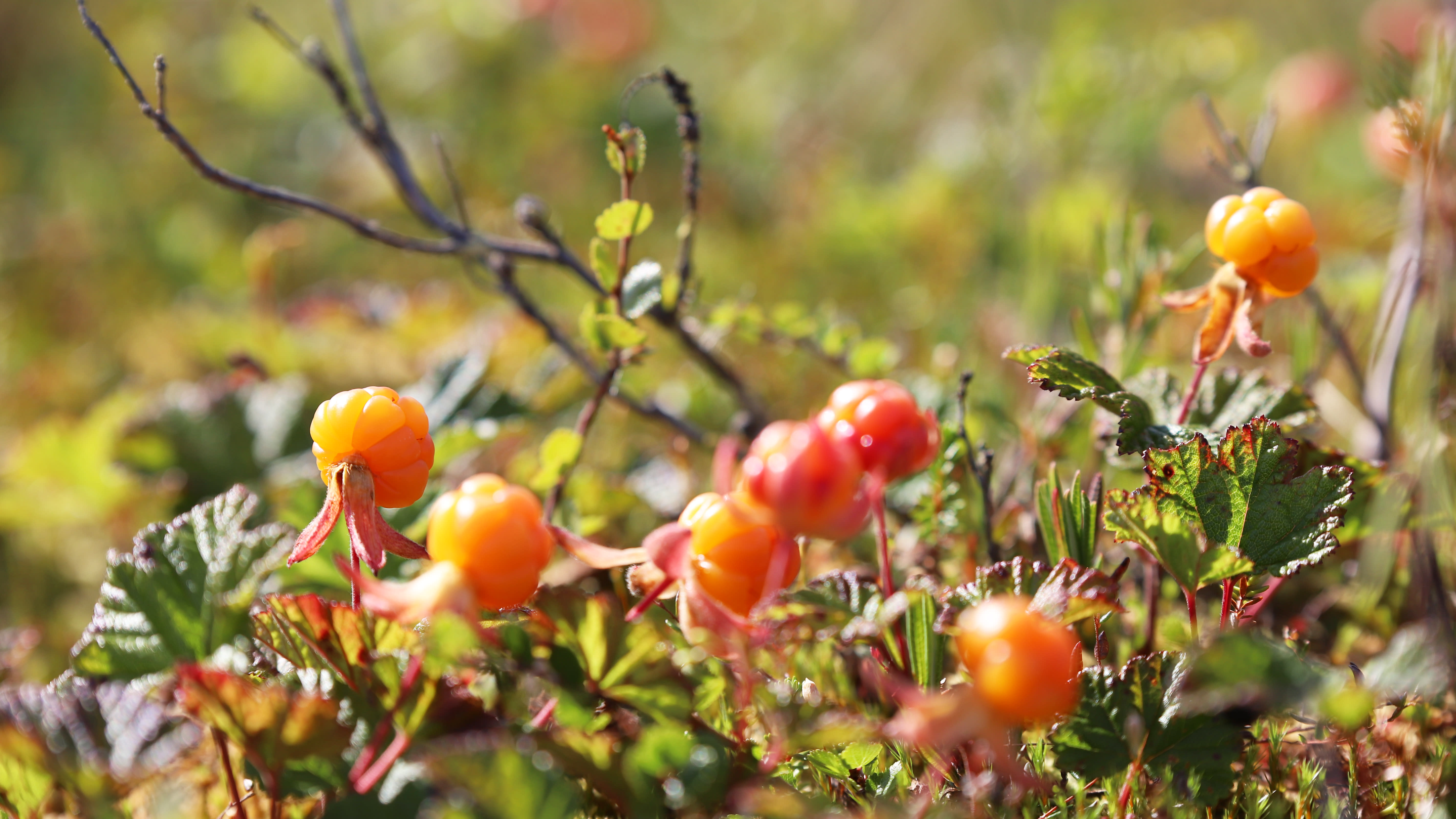 Police: More than 100 cases of berry pickers getting lost in Finnish forests this summer