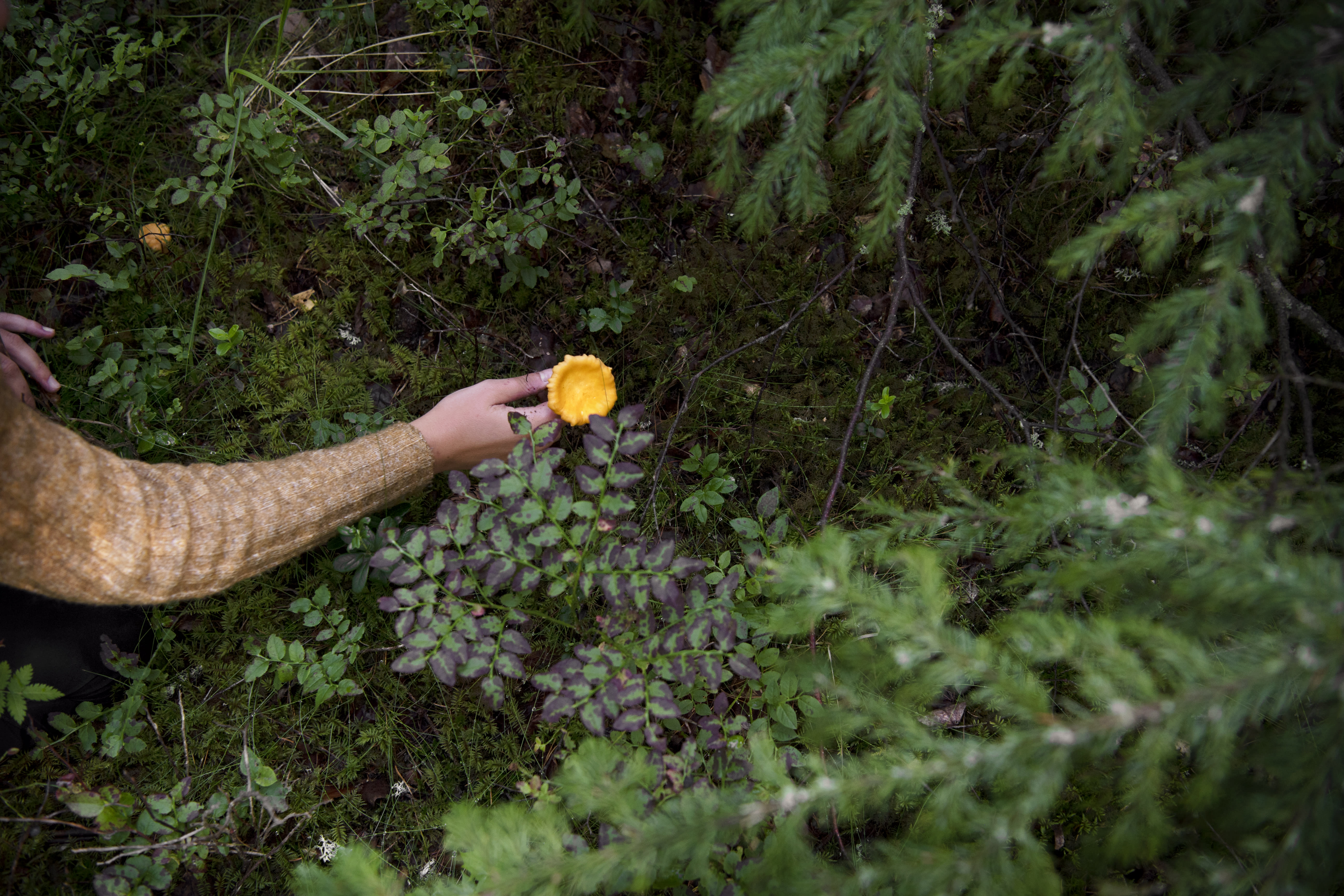 Wild mushroom season kicks off in most of Finland