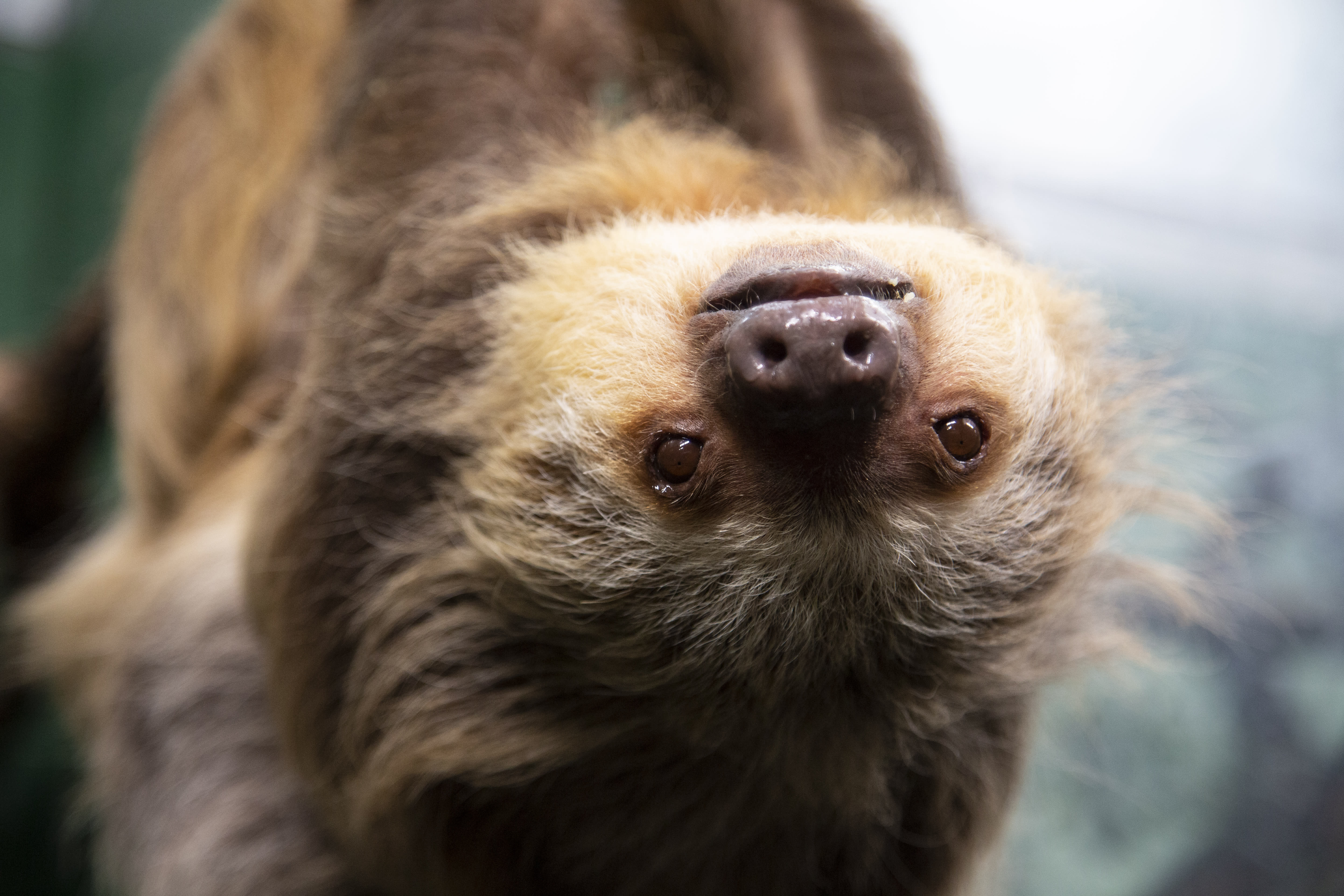The oldest animal in the Helsinki Zoo dies