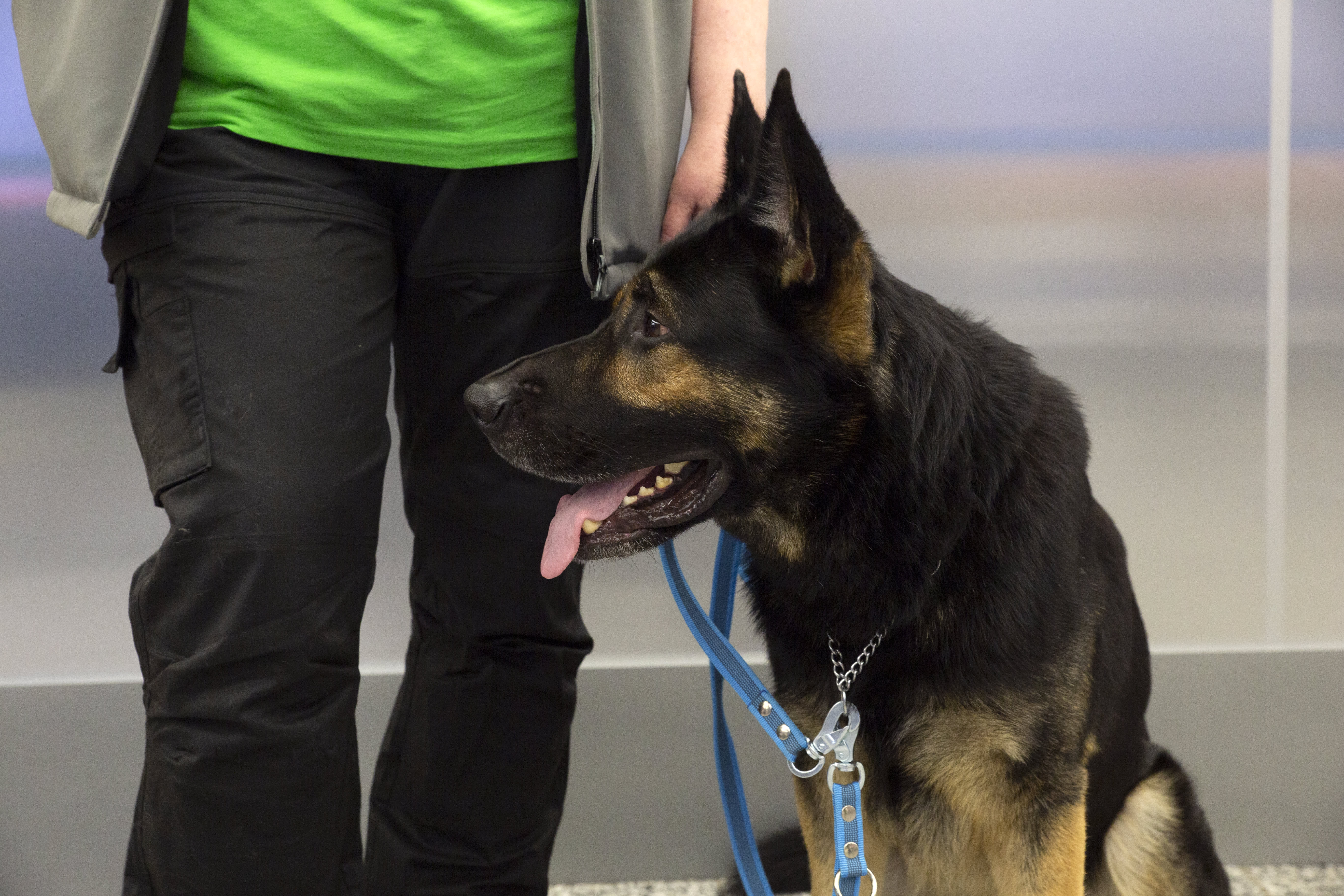 Customs does not use Covid sniffing dogs