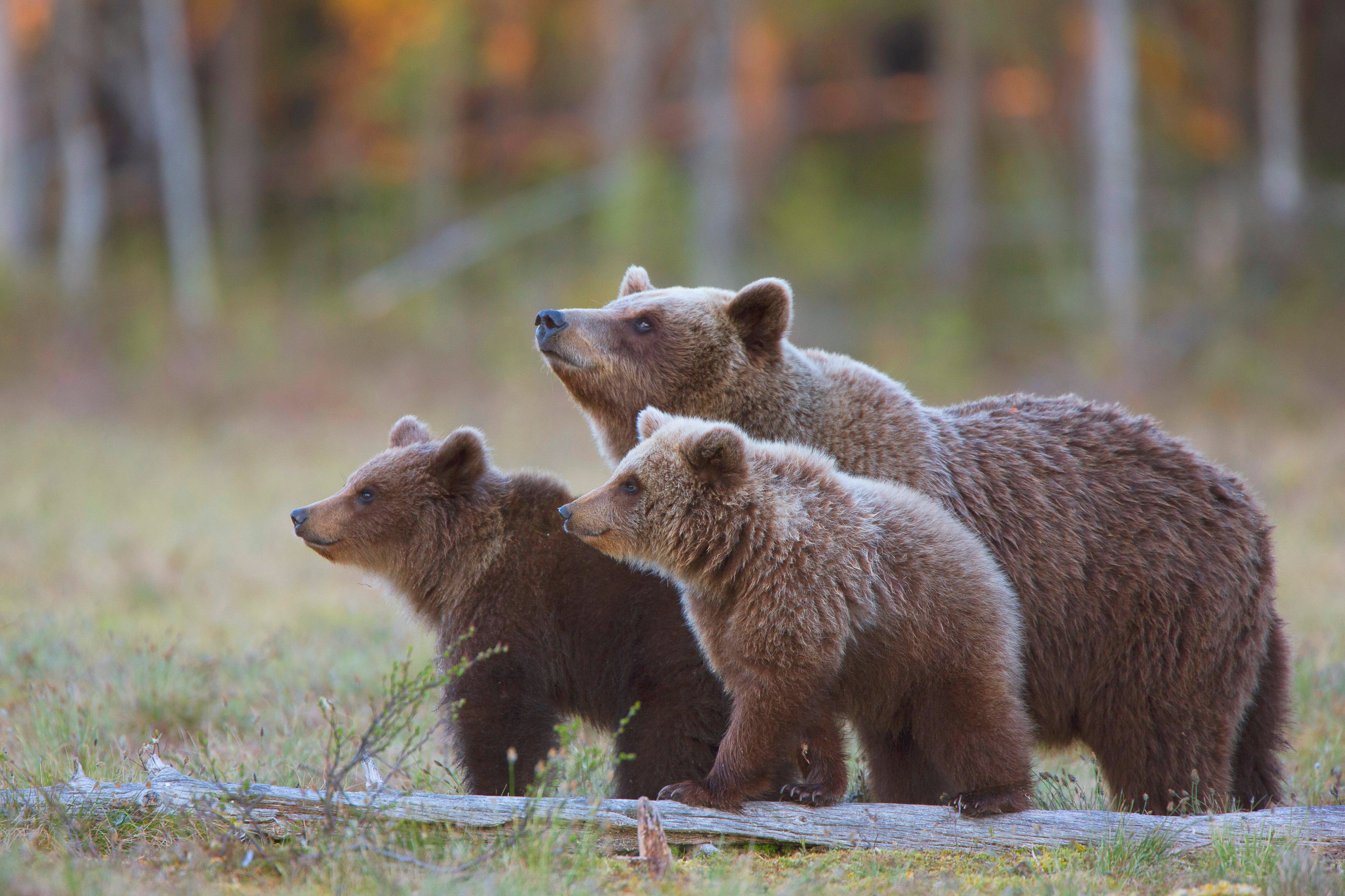 According to the report, Finland’s bear population decreased by 20 percent from a year ago