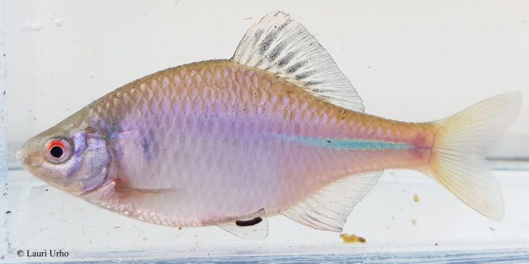 Two invasive fish species found in southwestern Finland