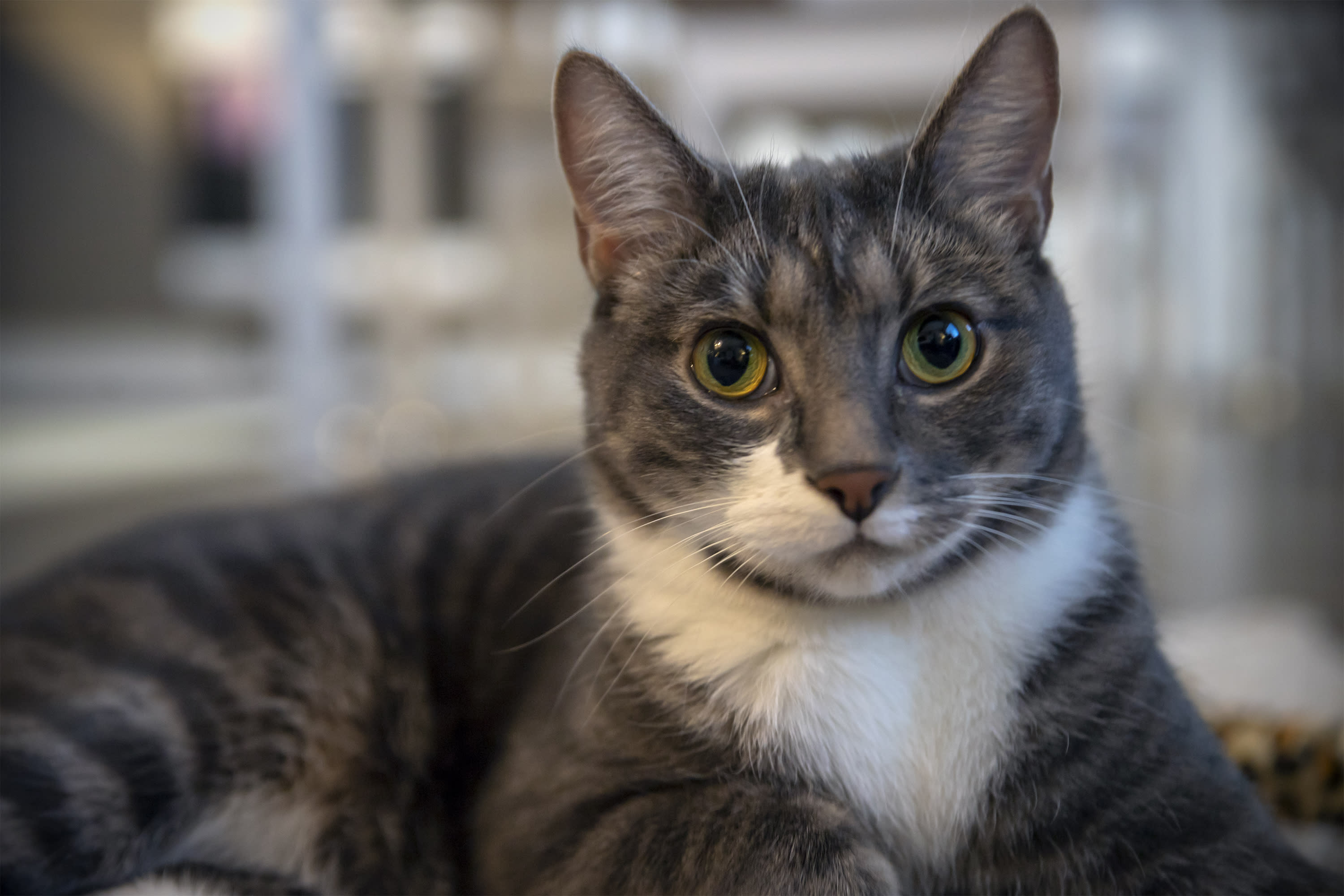 Finnland plant ein nationales Katzenregister