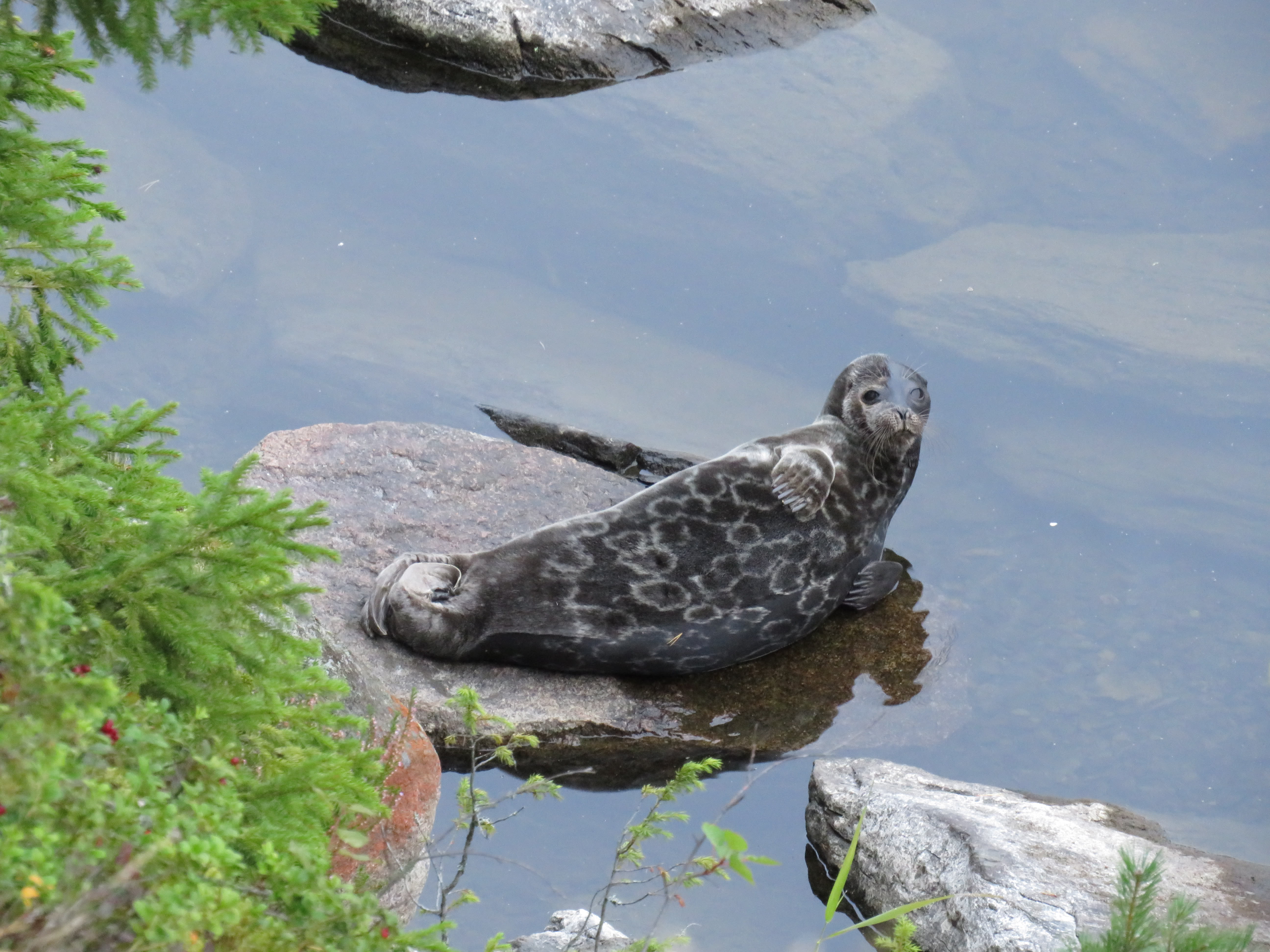 A record number of Saimaa seal pups were born this year, says the wildlife agency