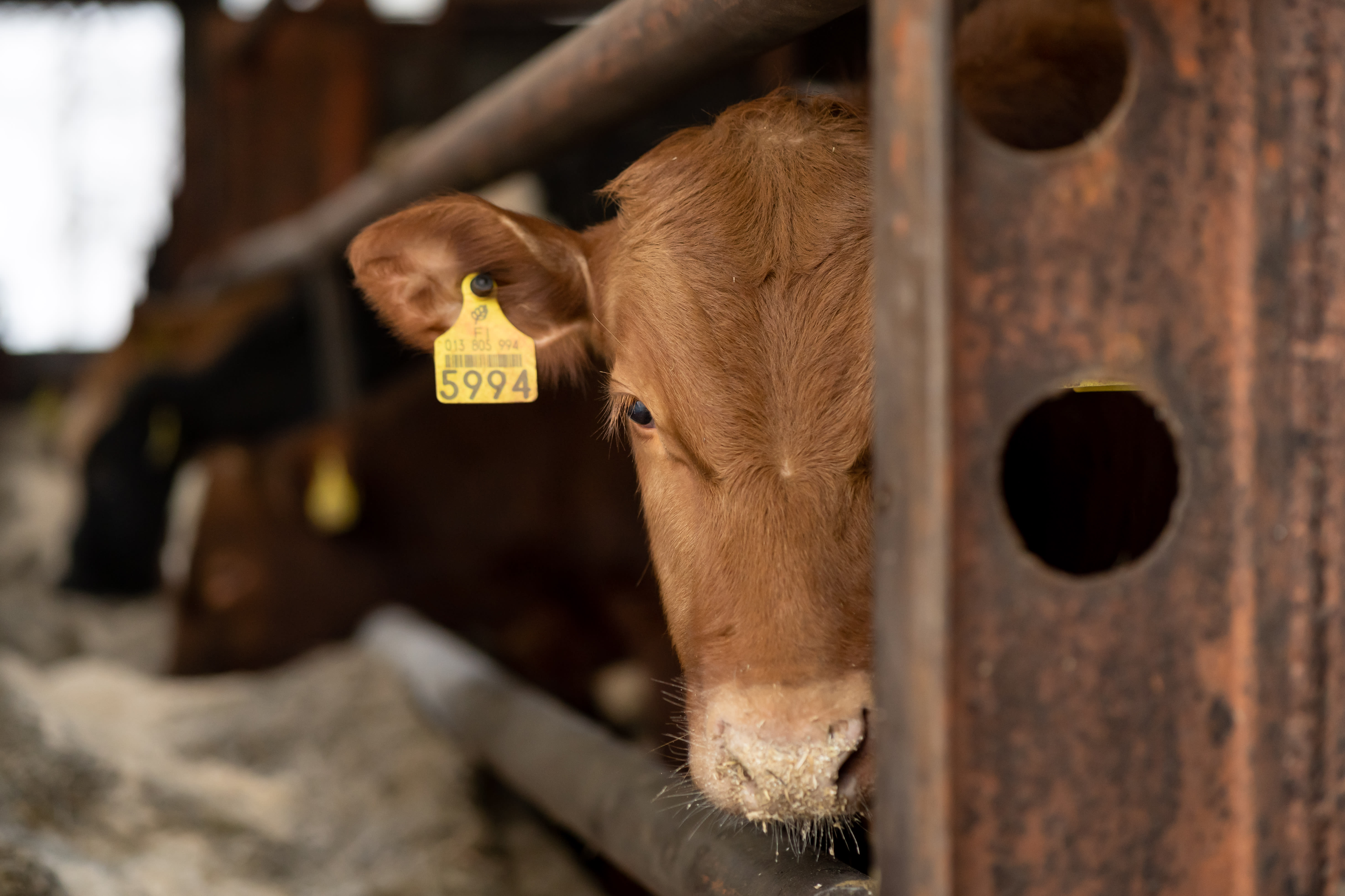 Die Polizei verdächtigt eine Person grober Tiervernachlässigung, als auf einem Bauernhof in Pohla 250 tote Kühe gefunden wurden