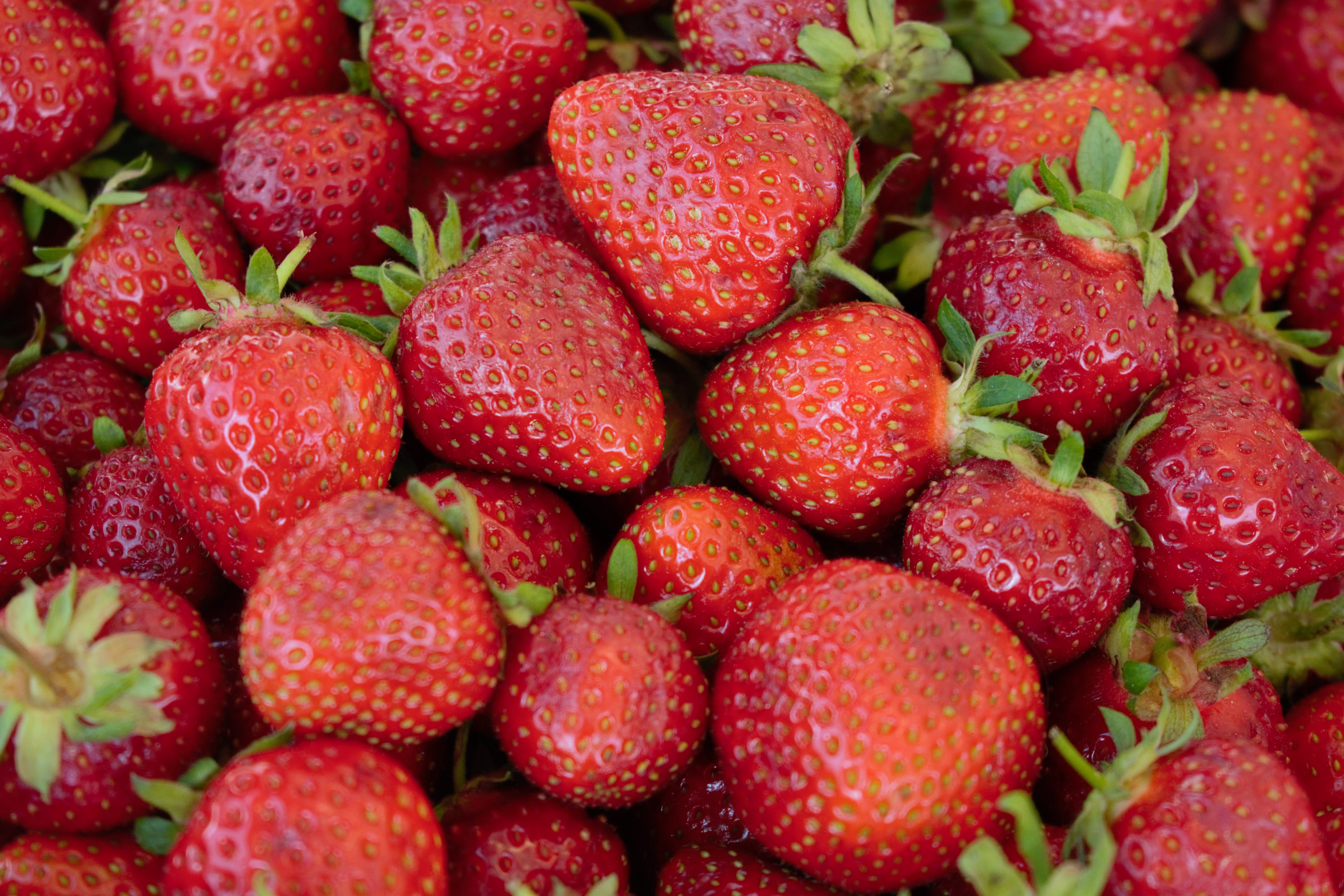 Finnish strawberries look good after last year’s disappointing harvest