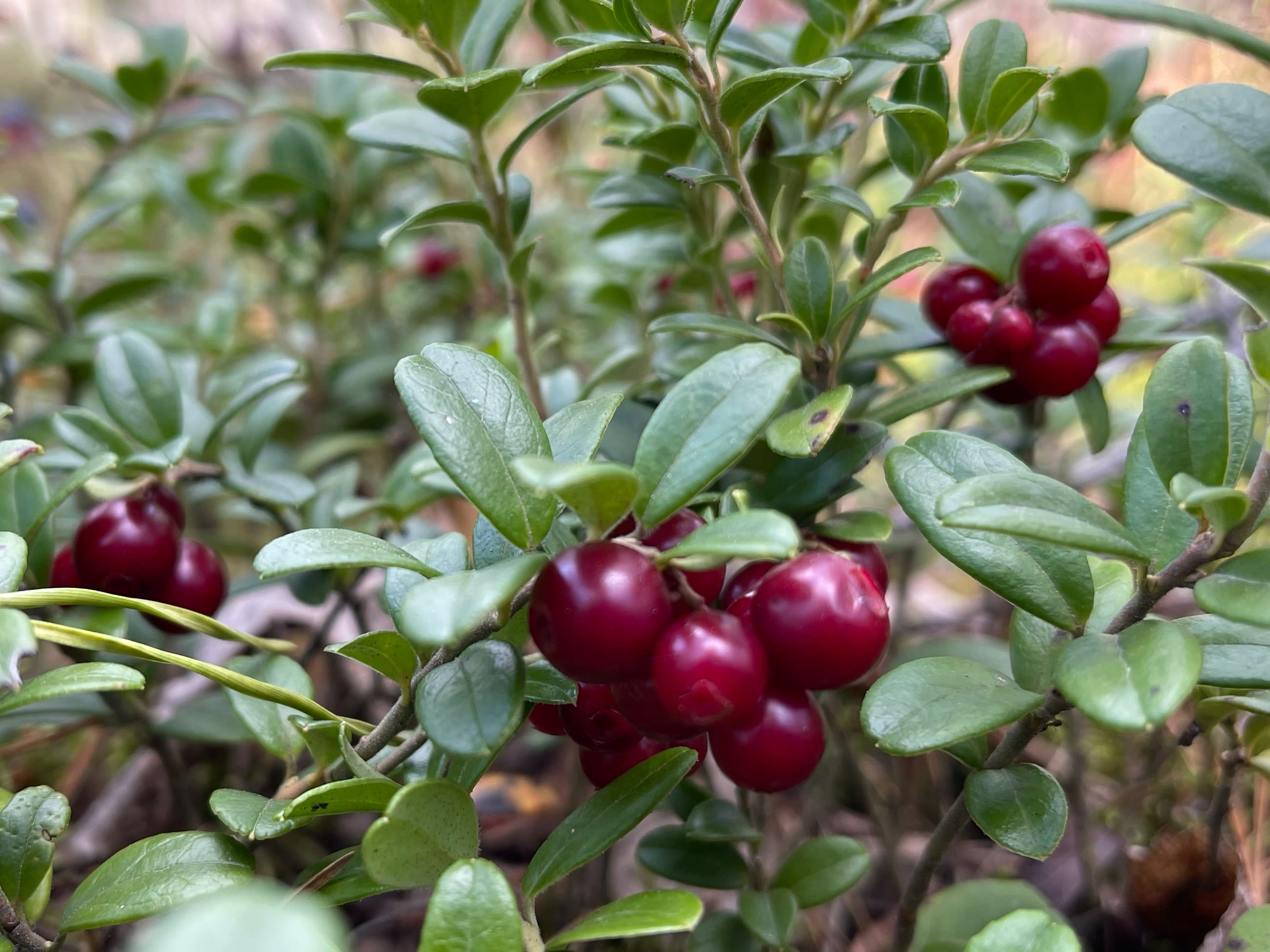 A rich lingonberry harvest is expected this fall