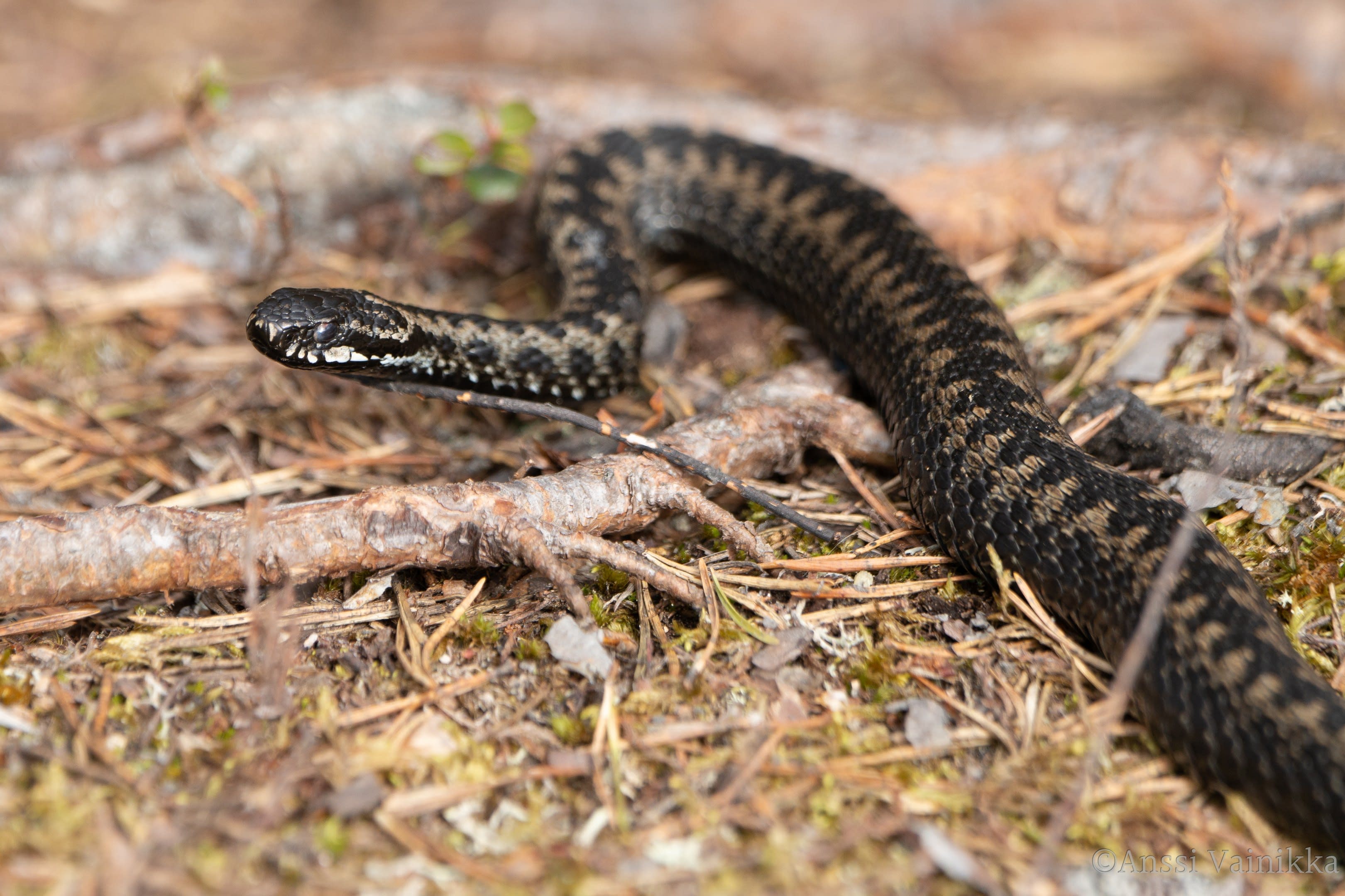 Finland memperkenalkan peraturan baharu untuk mengendalikan ular berbisa