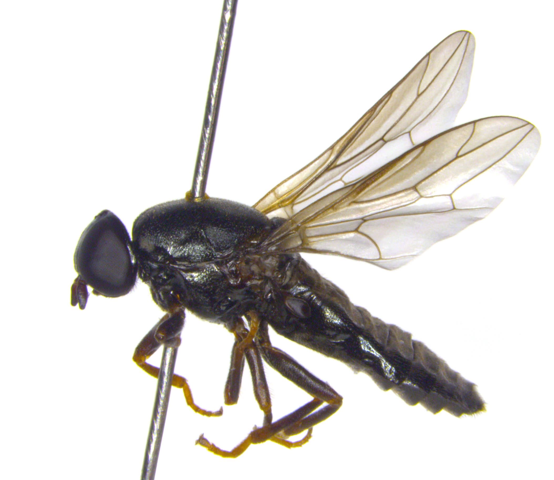 New window fly species were found in Finland