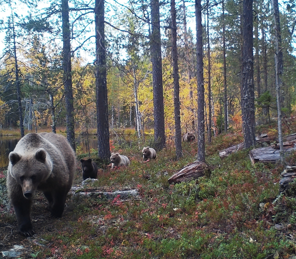 The surveillance camera records the bears marching into hibernation