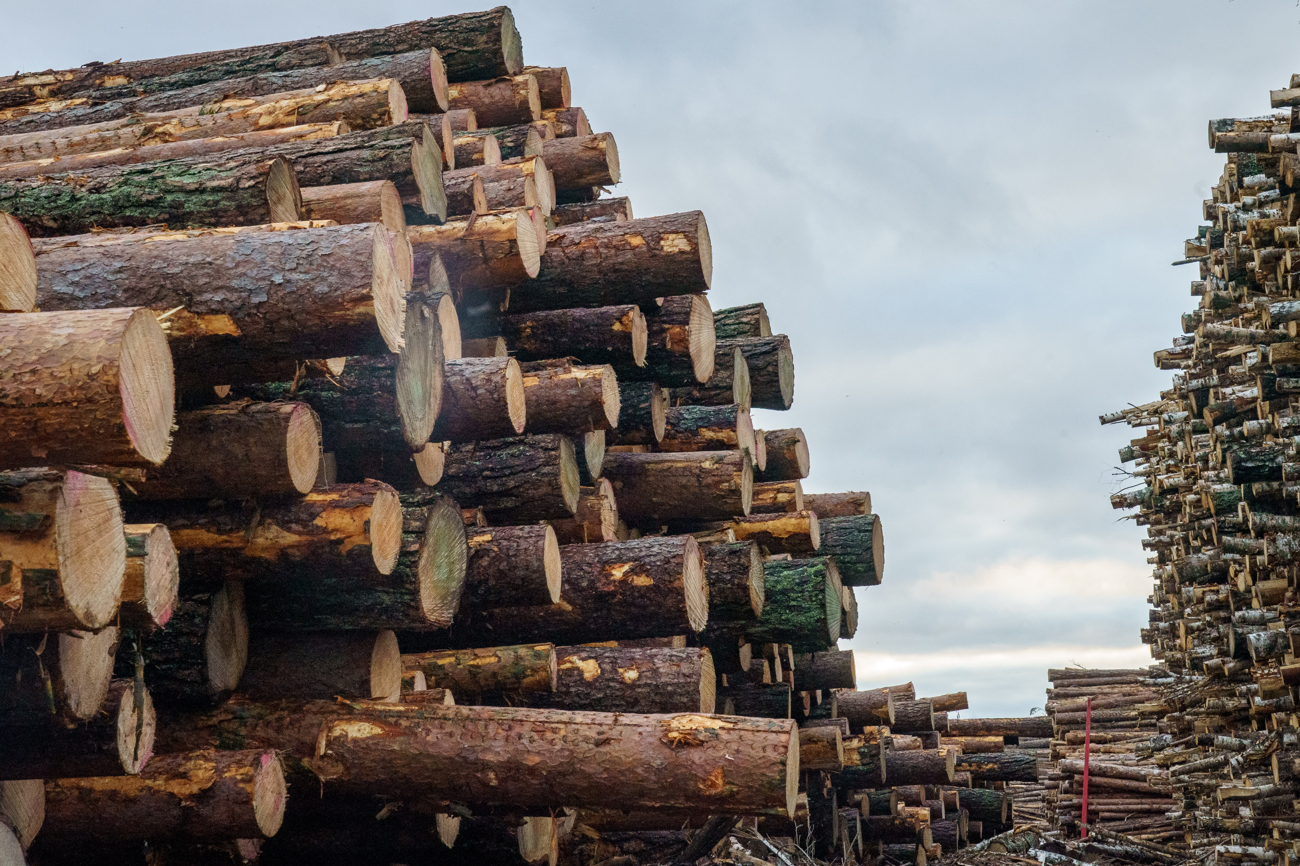EU sanctions ban Russian timber exports