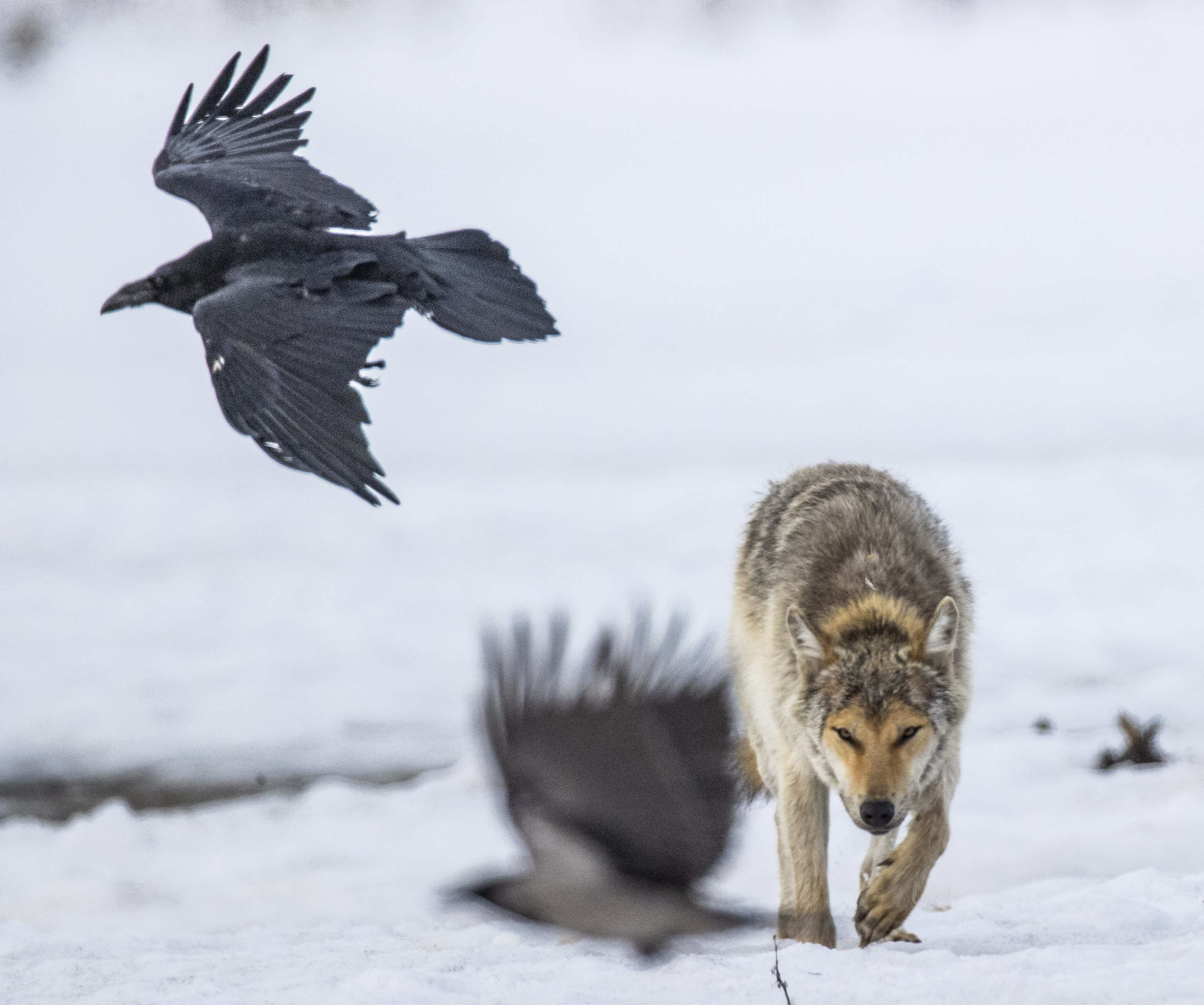 The Finnish Game Agency grants exemptions for wolf hunting