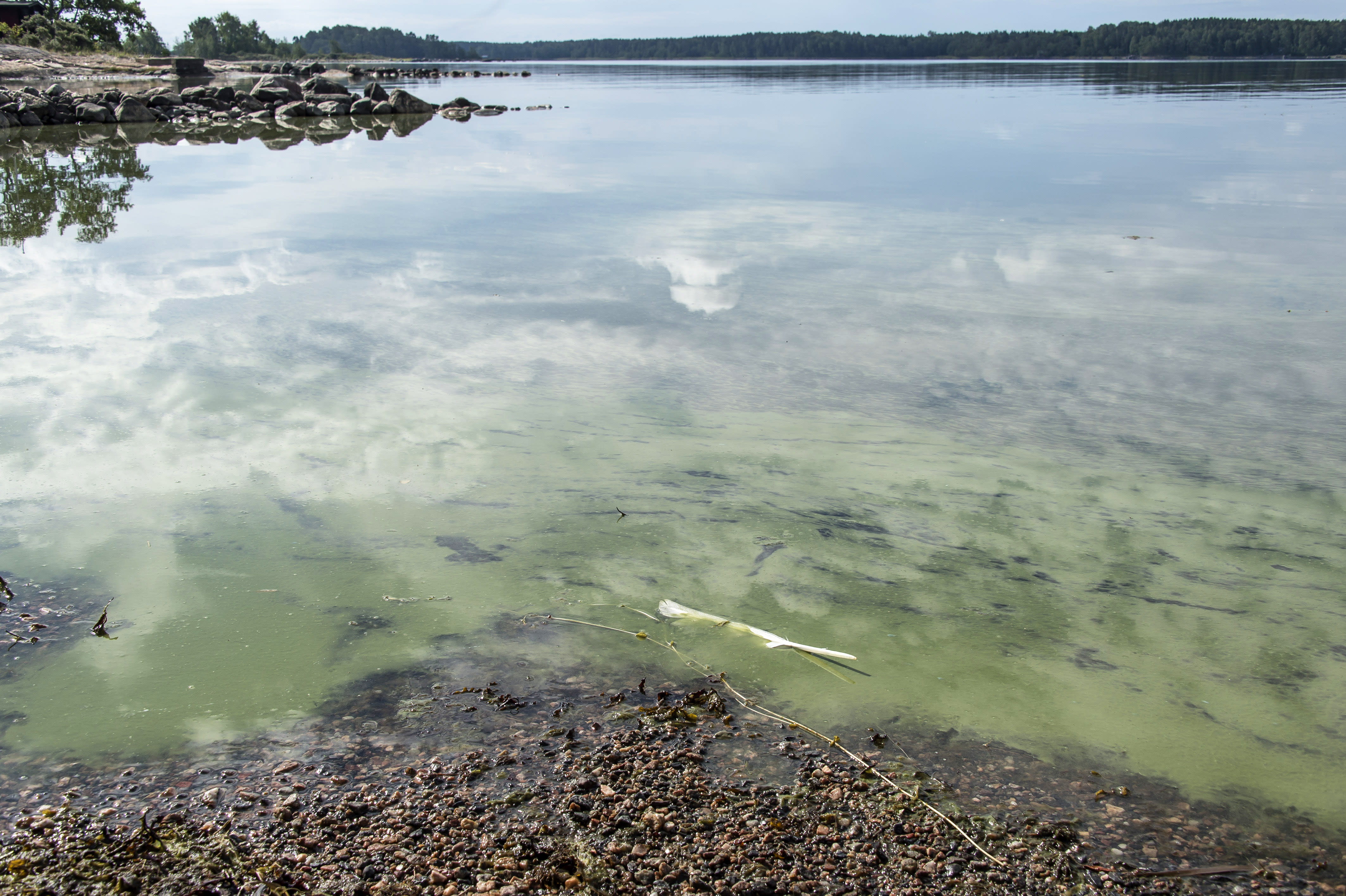 Blue-green algae appear in the southern lakes before Midsummer