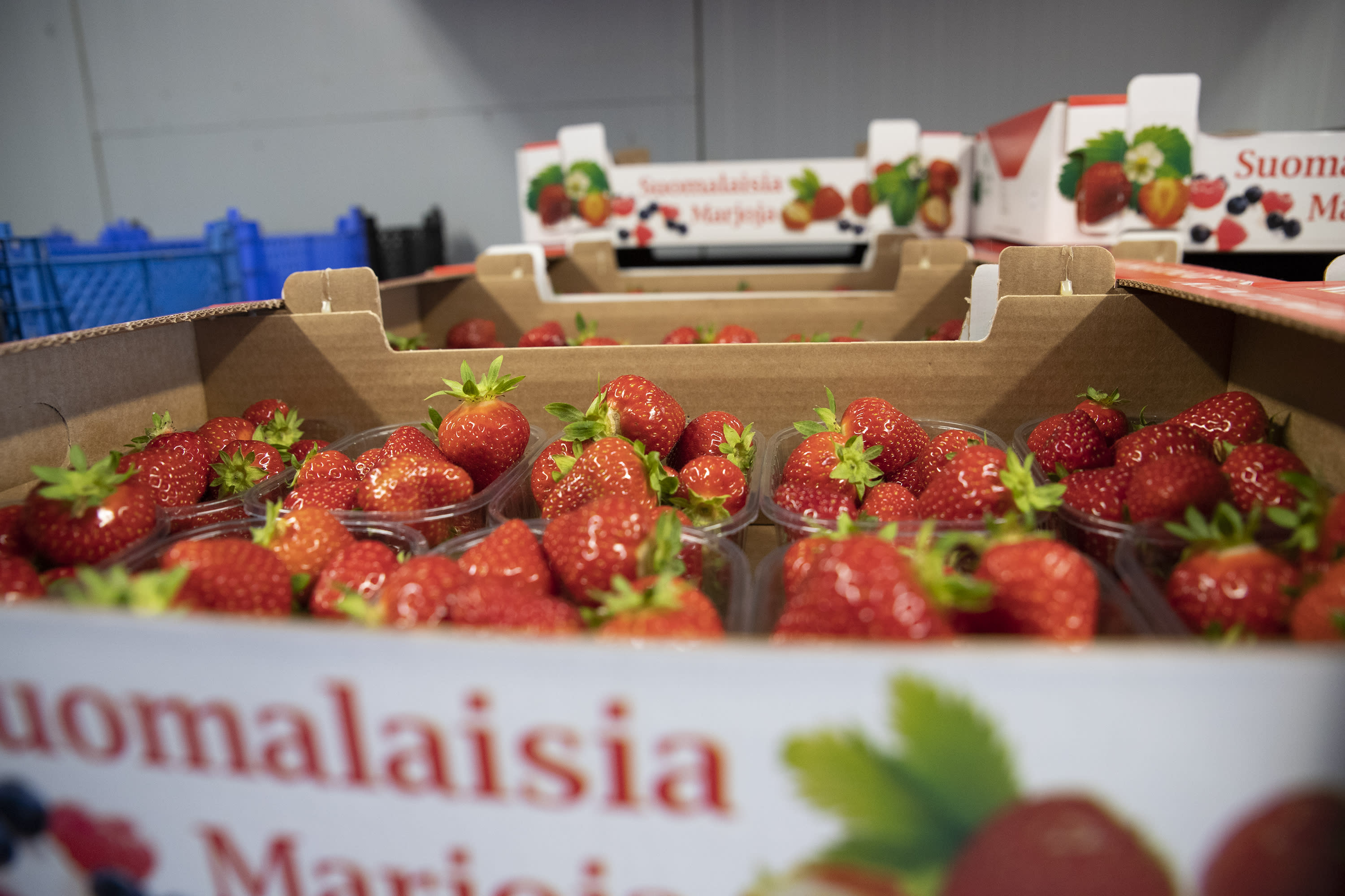 Millions of kilos of unpicked strawberries were left to rot in Finland