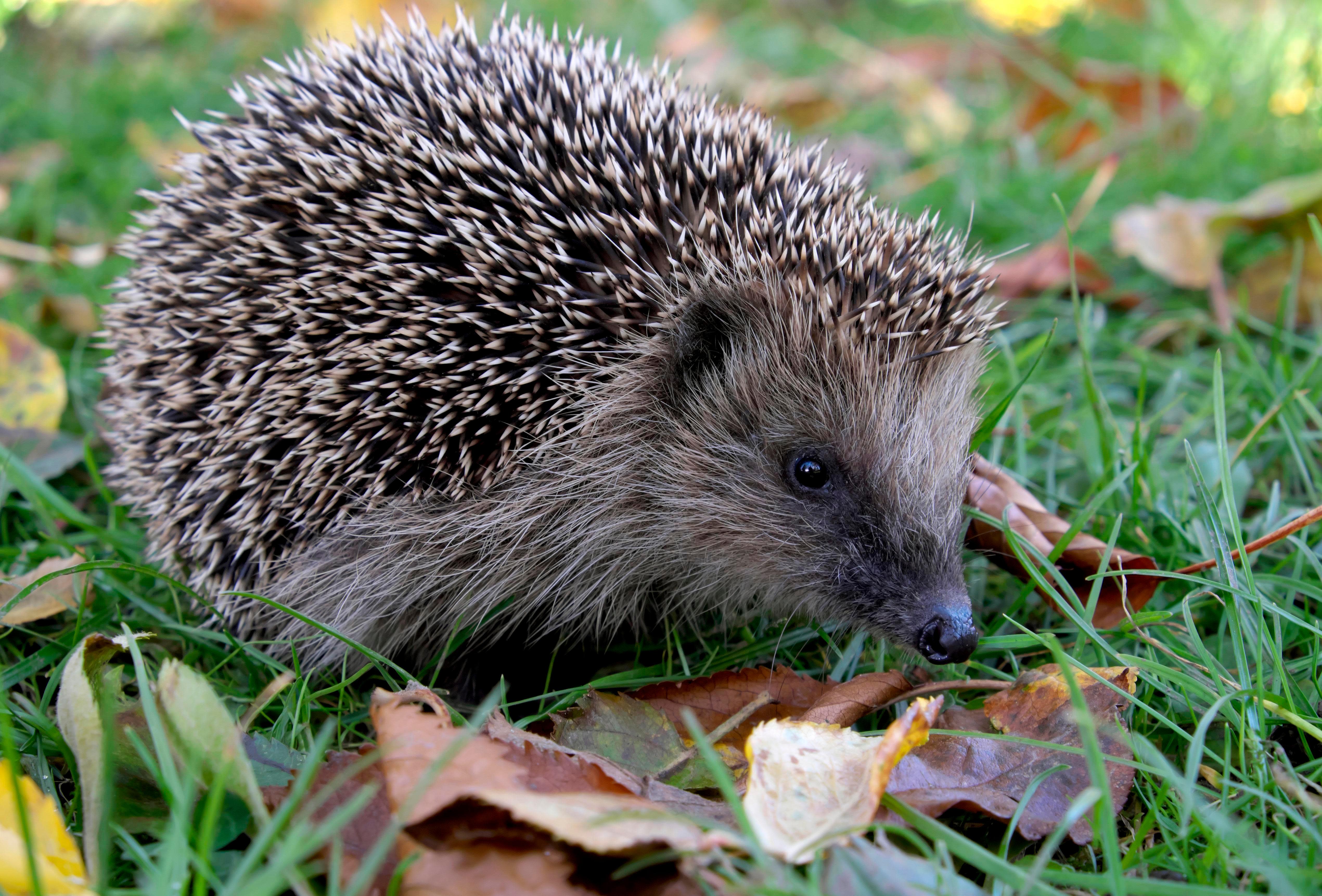 Robotic lawnmowers are a threat to hedgehogs, the animal protection organization says