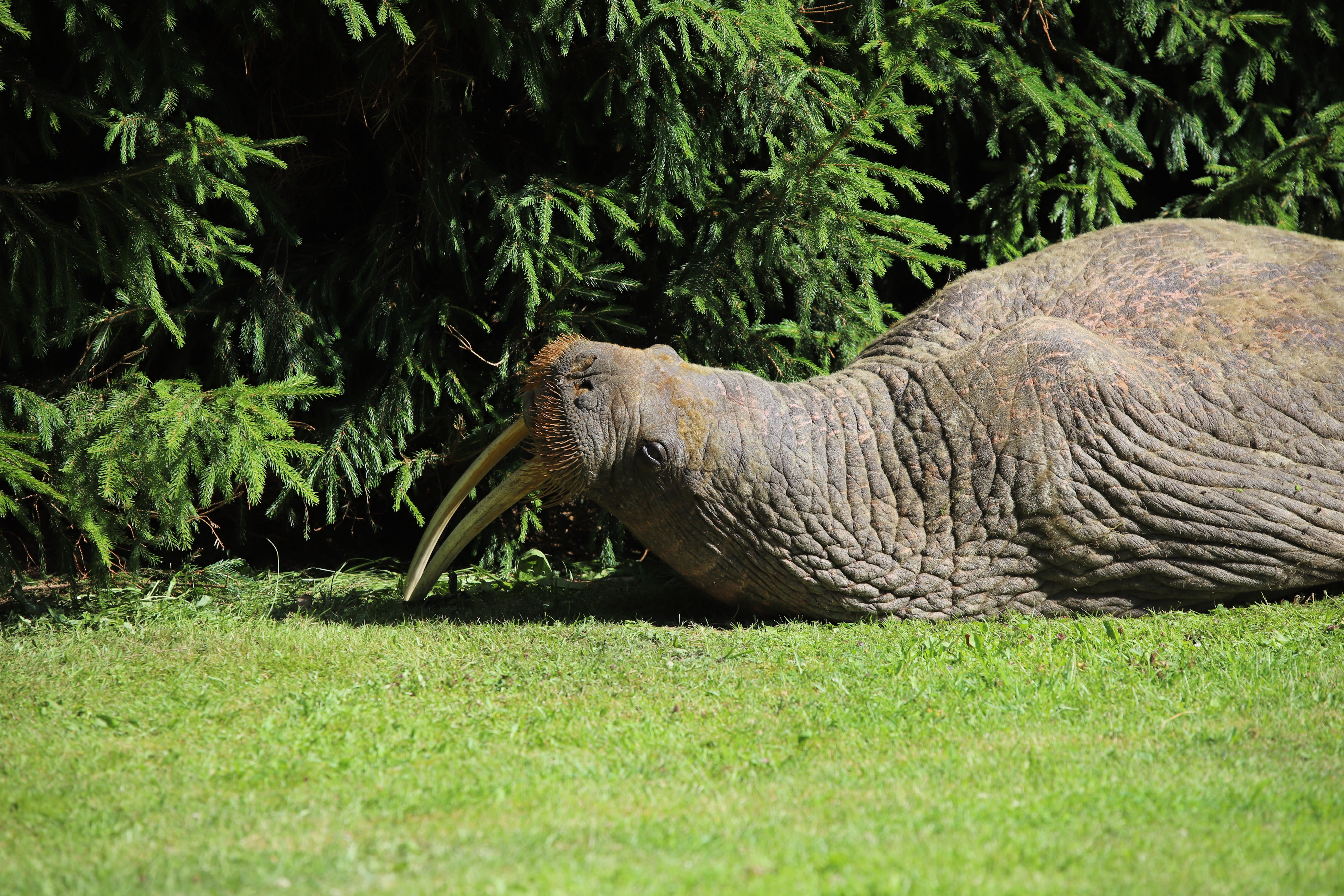 The famous walrus is on display at the National History Museum