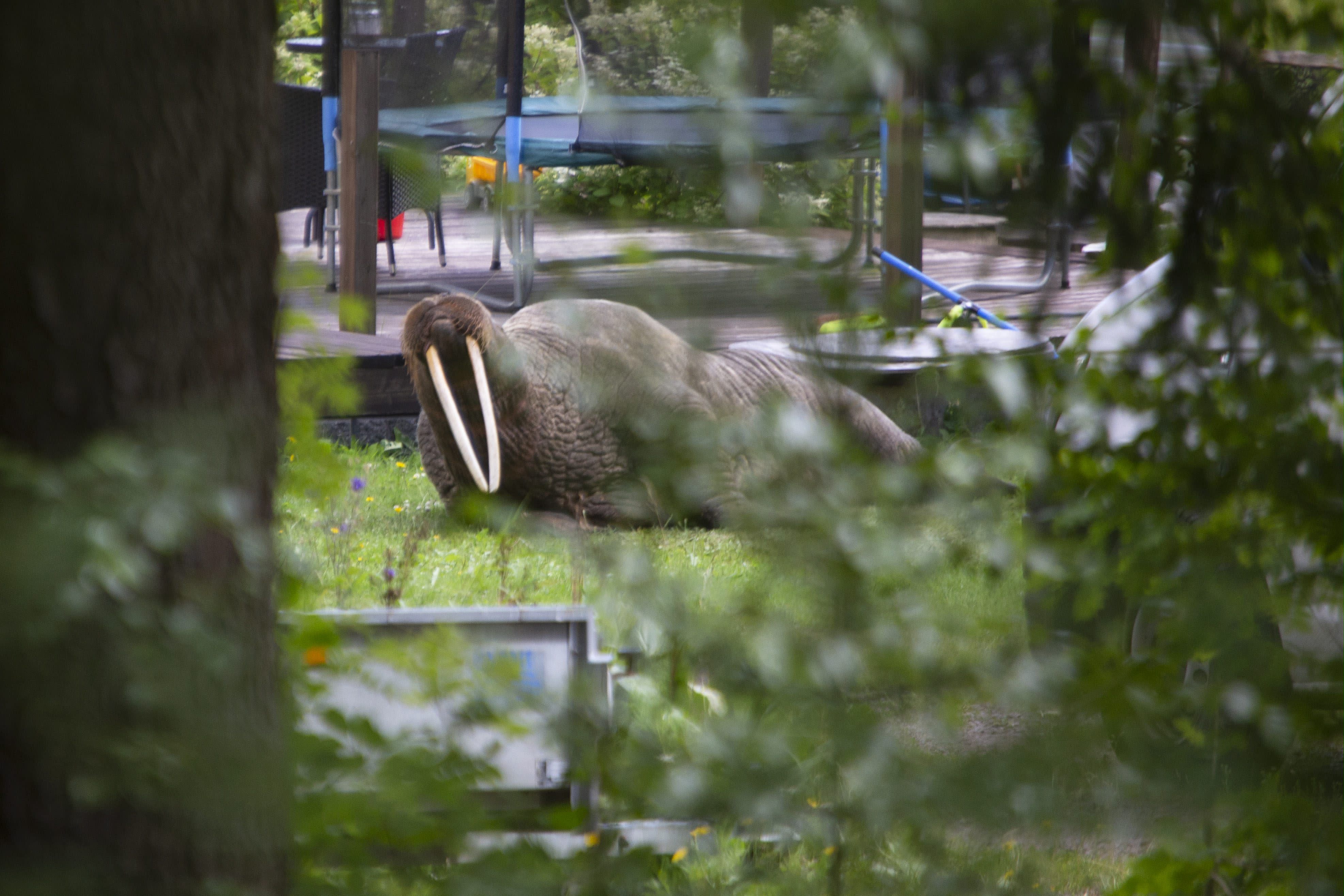 Helsinki Zoo is preparing to handle a walrus "bad shape"