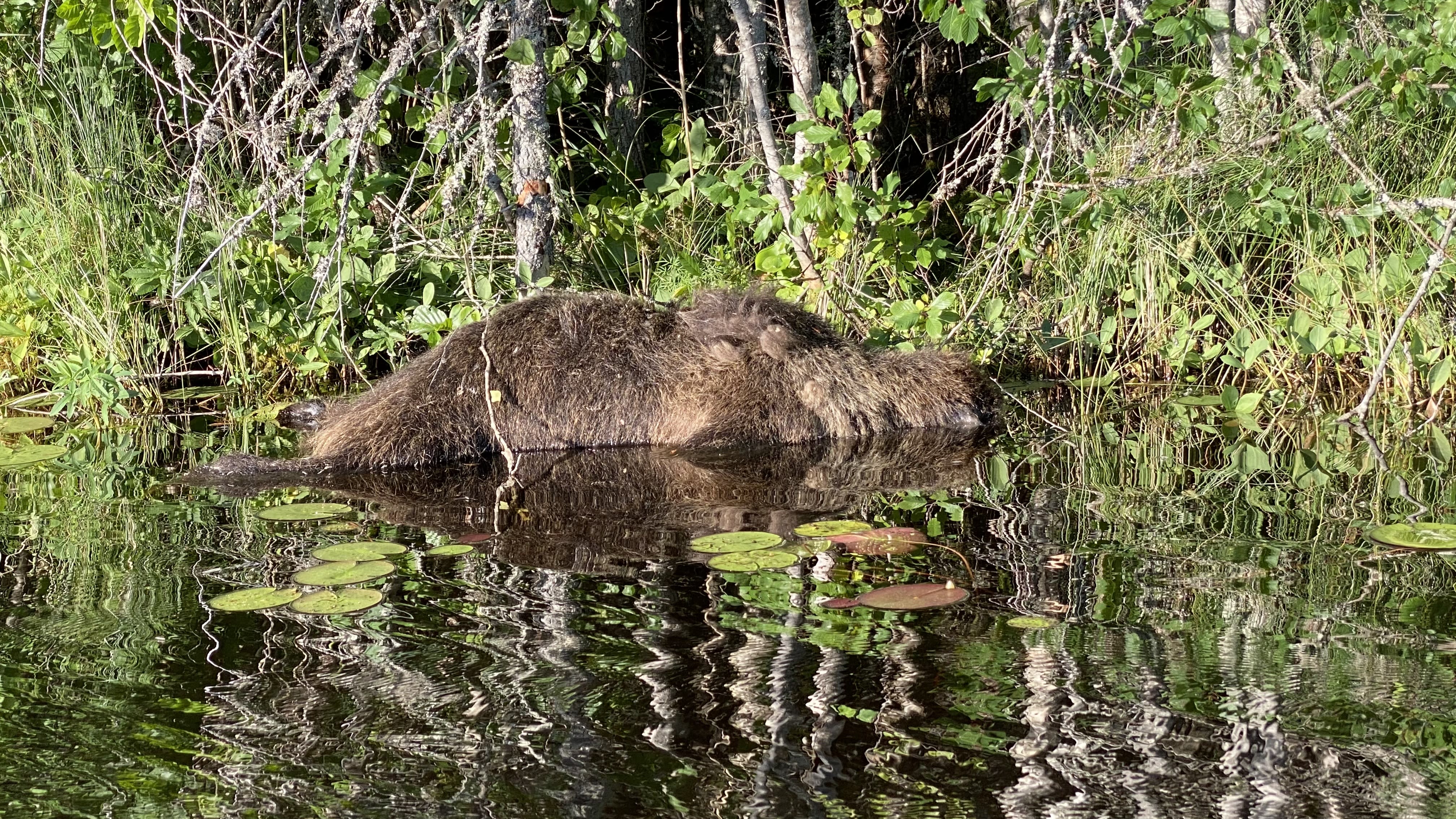 In einem Teich in Südfinnland wurde ein toter Bär gefunden