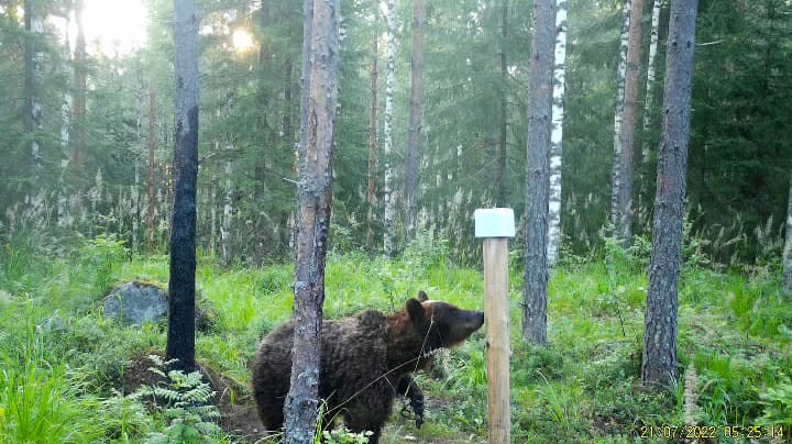Polizei: Der verletzte Bär in der Falle lebt noch, wird aber eingeschläfert