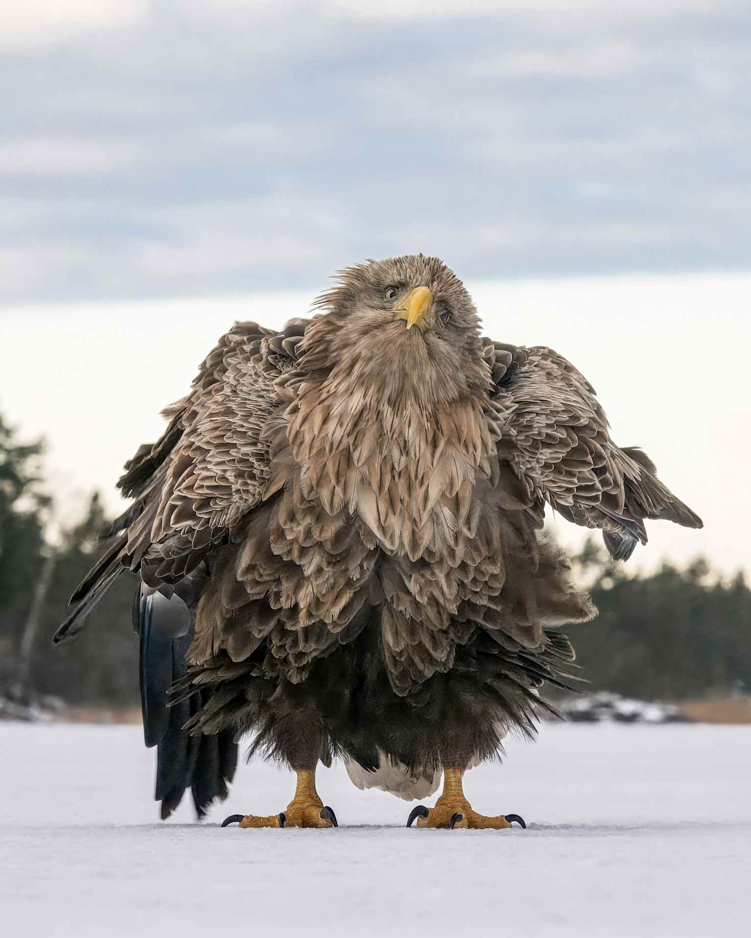 Fluffy Sea Eagle