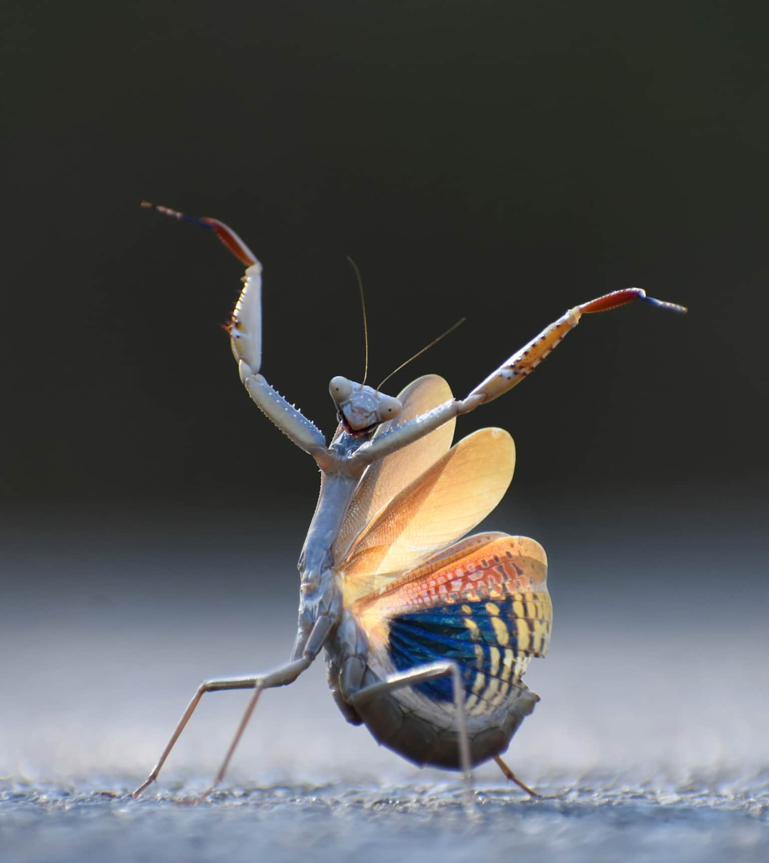 Praying Mantis