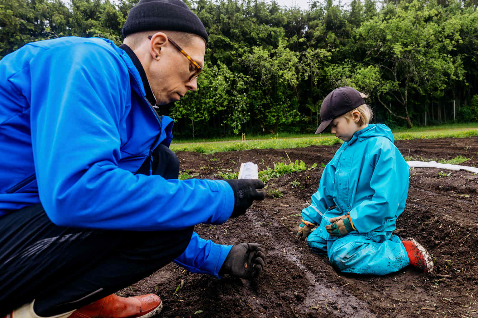Pietu Ruokolainen‌ sowed seeds with his father Topi Ruokolainen in kumpula, Helsinki. Pietu said he ‌liked the taste of radishes.