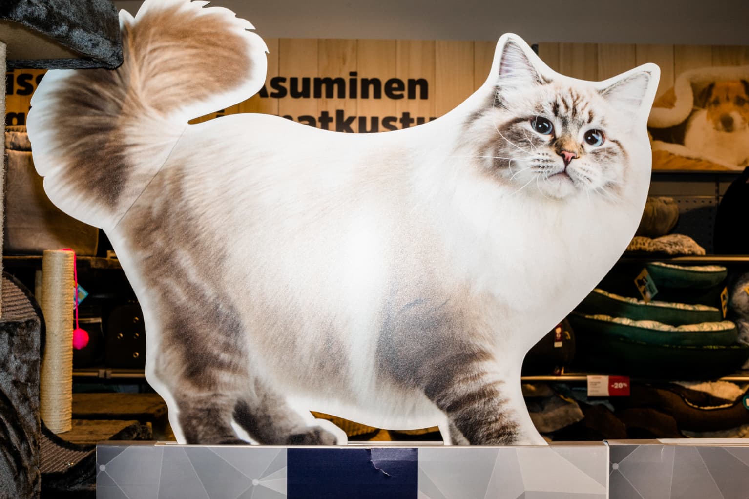 Finnish cat breeds clearance