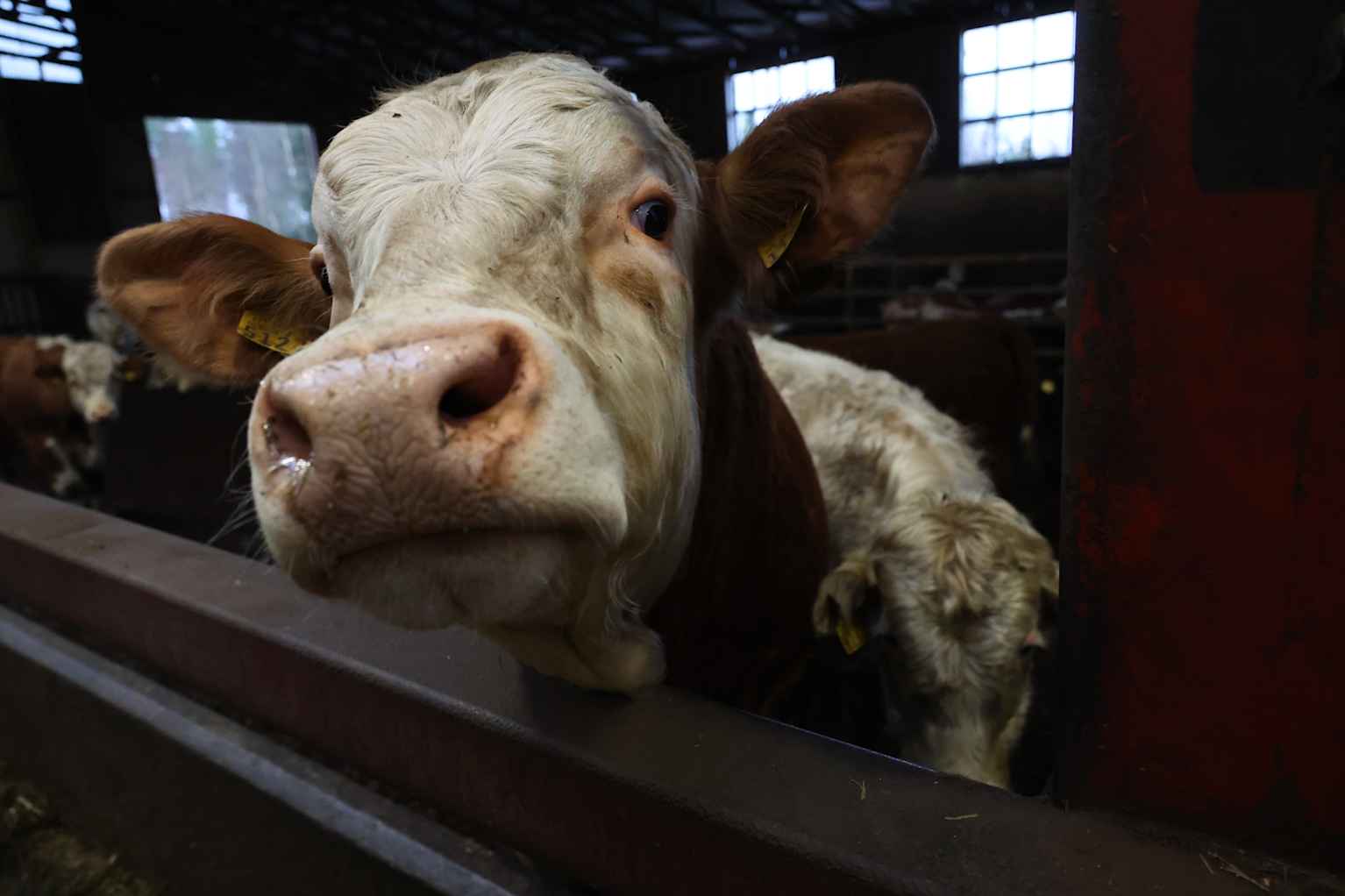 Finnish meat production struggles to⁤ compete with Brazilian‌ costs.