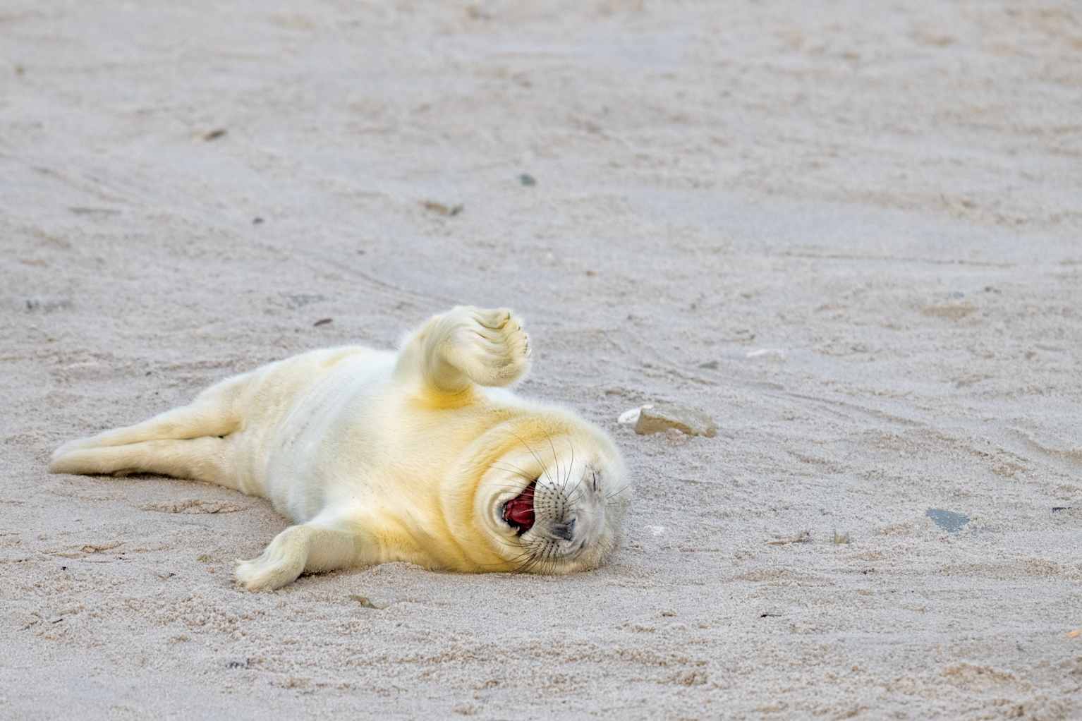 Seal Enjoying