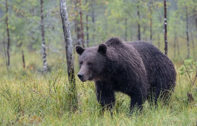 Image of a‍ bear in a forest⁤ in Lapland.