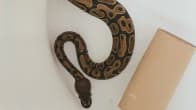 Pelastuslaitos toimittaa käärmeen Viikin löytöeläintaloon, koska kyse on lemmikistä