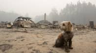 Koira istuu maastopalojen tuhoaman kylän keskellä.