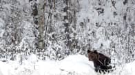 Karhu metsän laidassa lumisessa maisemassa.