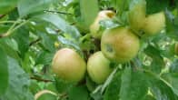 Vihreitä omenoita puussa