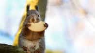 orava syö keksiä