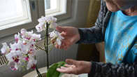 Vanha nainen hoitaa orkideaa.