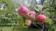 Toukan syömiä omenoita omenapuussa