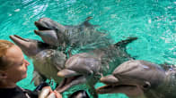 Delfiinejä Särkänniemen delfinaariossa