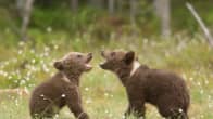 Två björnungar leker på en grön äng. Karhu, karhunpennut