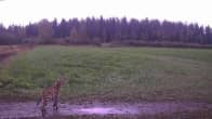 Keltamustalaikukas kissaeläin vihreän, vettyneen pellon edustalla. Riistakameran kuva.