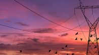 Sähkölinjoja auringonlaskun aikaan. Linnut lentelevät taivaalla