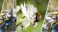 Kahden kuvan yhdistelmä, joista toisessa näkyy kimalainen kukassa ja toisessa metsäkone avohakkuualueella.