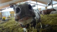 Lehmä työntää päätään kohti kameraa navetassa.