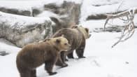 Morgonpigga björnar på Högholmen. Björnarna har precis vaknat ur sin vintersömn. Det snöar.