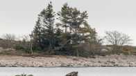 Itämerennorppa loikoilee kivellä Saaristomerellä.