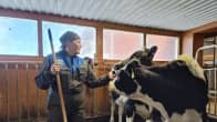 Maitotilayrittäjä Hanna-Mari Kasurinen Ivalossa navetassa töissä kahden lehmän kanssa. Lehmät kurkottelevat häntä kohti ja Kasurinen silittää toista lehmää.