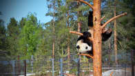 Pyry-panda kiipeilee Ähtärin eläinpuistossa toukokuussa 2018.