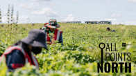Photo shows Thai berry-pickers working in a strawberry field in Finland.