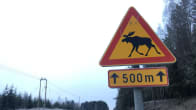 Hirvistä varoittava liikennemerkki valtatie 23:lla Kankaanpäässä.